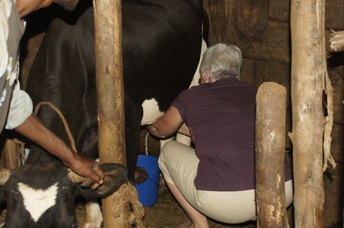 Mom Learning to Milk a Cow