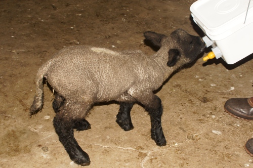 Feeding Black Lamb.